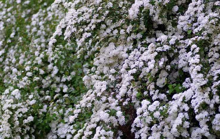 боярышник для живой изгороди