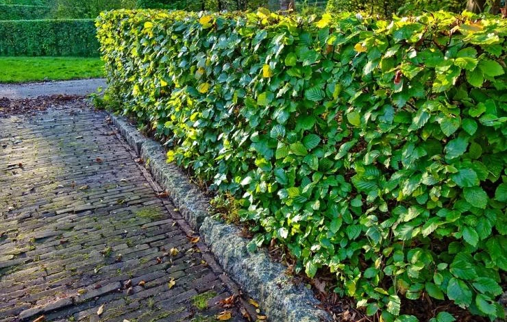 живая изгородь из кустарников