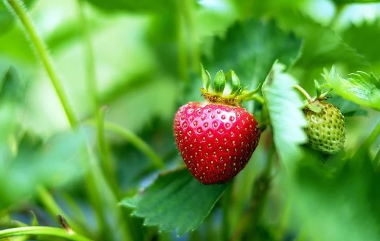 ремонтантная клубника в сибири