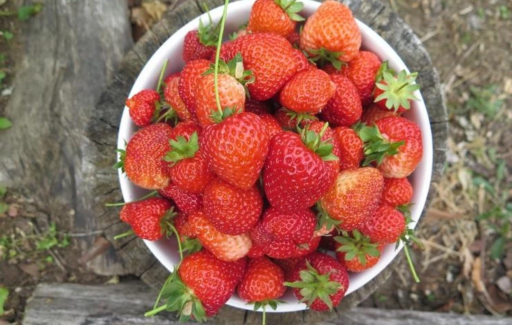 ремонтантные сорта клубники сибири