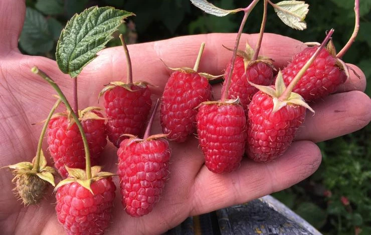 сорт малиновая гряда