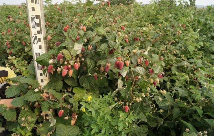 сорта малины малиновая гряда