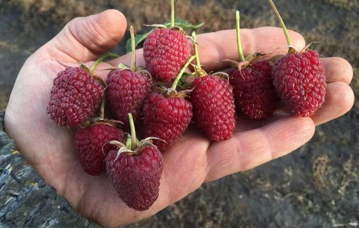 сорт малины самохвал