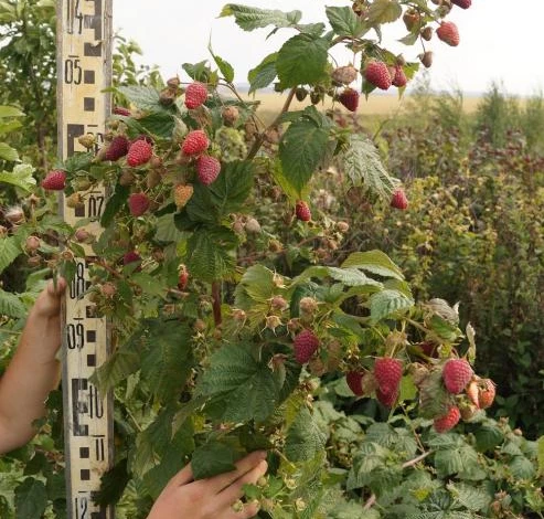 сорта малины ремонтантный самохвал