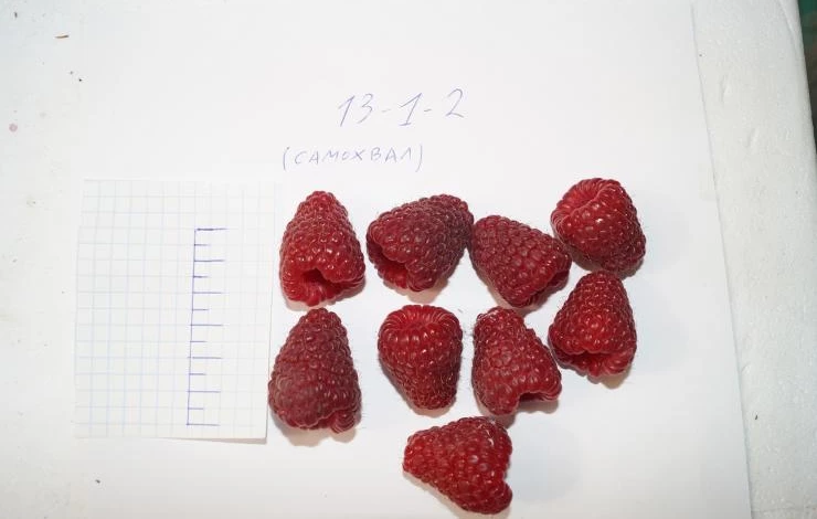 ремонтантный сорт самохвал