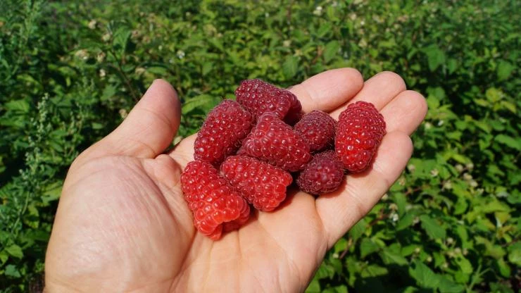 сорт малины похвалинка