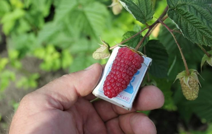 ремонтантный сорт похвалинка