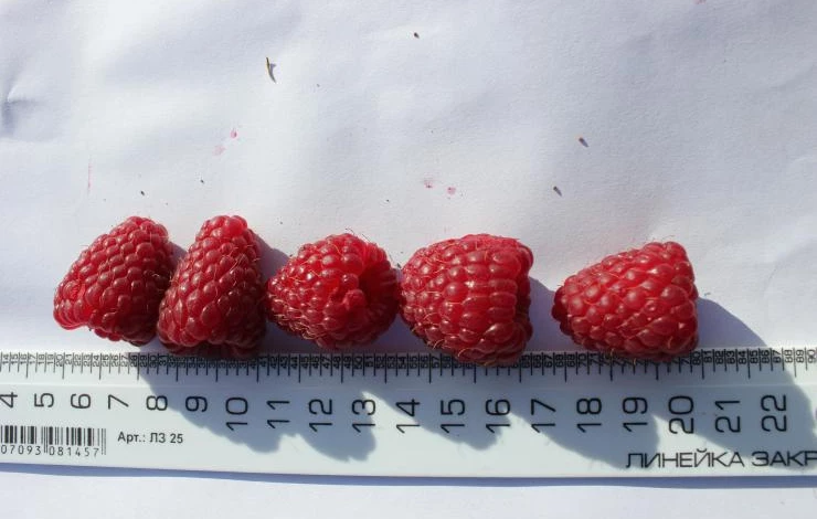 ремонтантный сорт конек горбунок