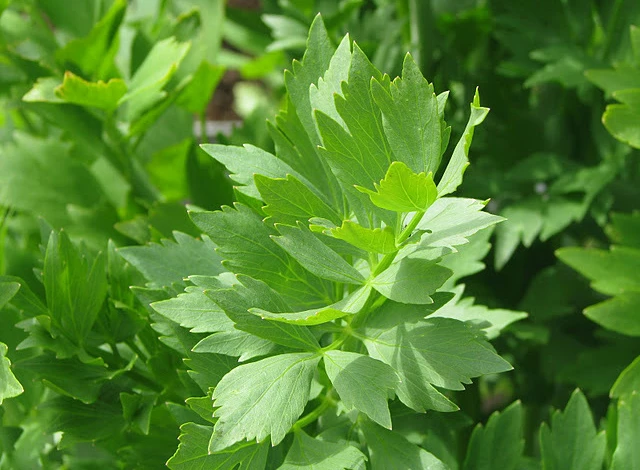 любисток лекарственный