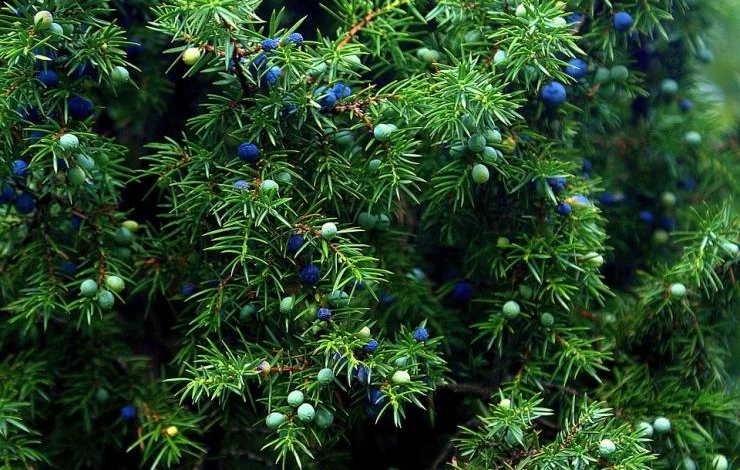 болезни хвойных