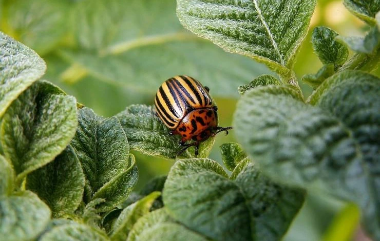 биопрепараты от вредителей