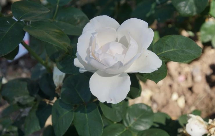 как обрезать розы в июне