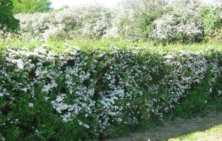 стрижка живой изгороди из боярышника