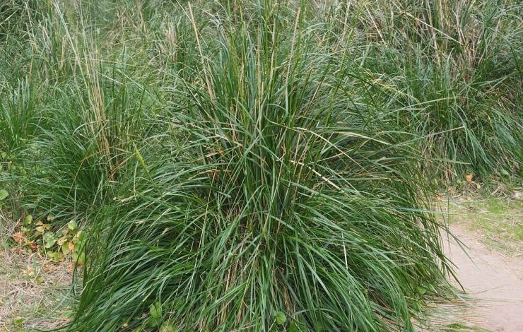 декоративные злаки