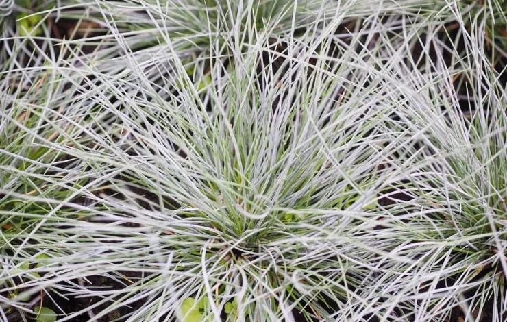 выращивание декоративных злаков