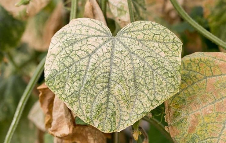 как бороться с паутинным клещом на огурцах в теплице