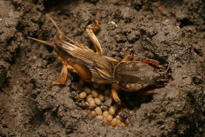 как избавиться от медведки на огурцах