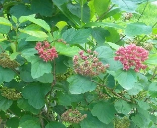 спирея весной