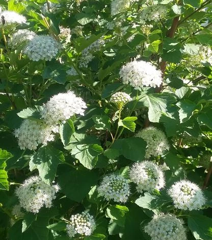 спирея средняя