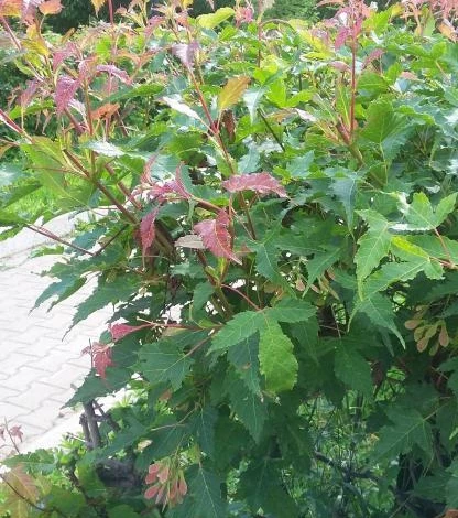 красные листочки спиреи