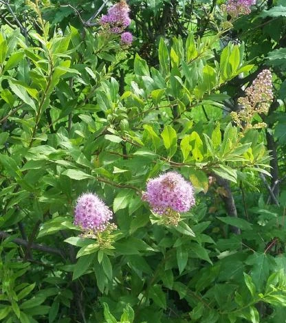 спирея иволистная