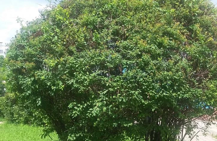 спирея в июле