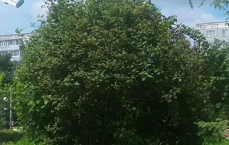 спирея после цветения