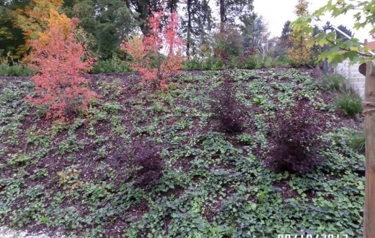 растения для укрепления склона
