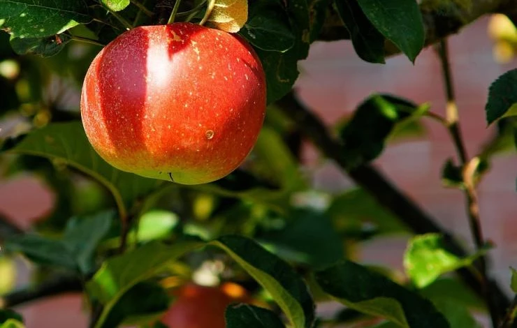 яблоня в сибири прививка и уход