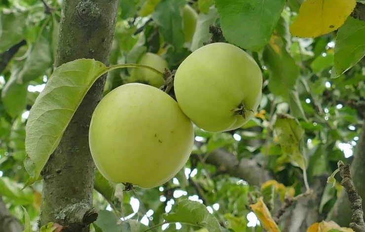 прививка яблони в сибири