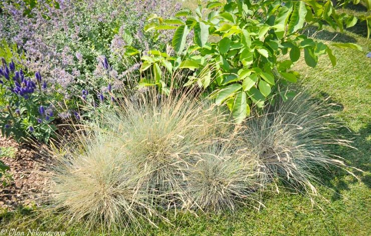 декокративные злаки овсяница