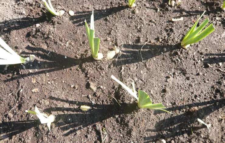 пересадка ирисов осенью