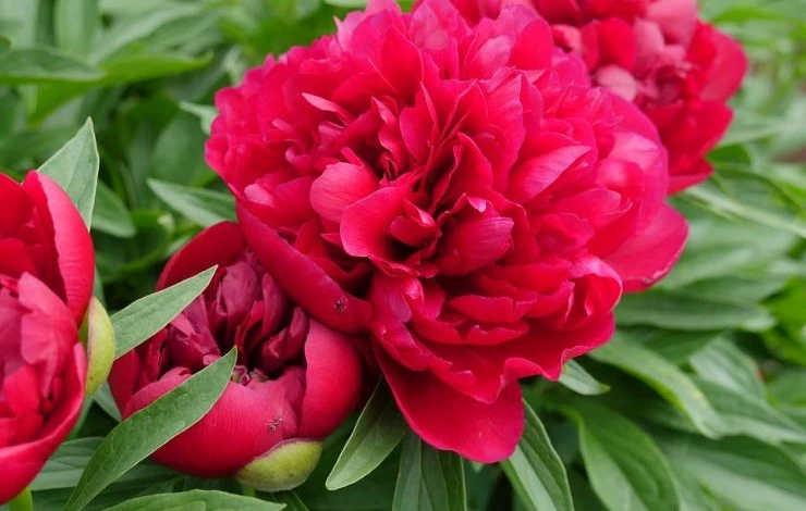 пересадка пионов осенью