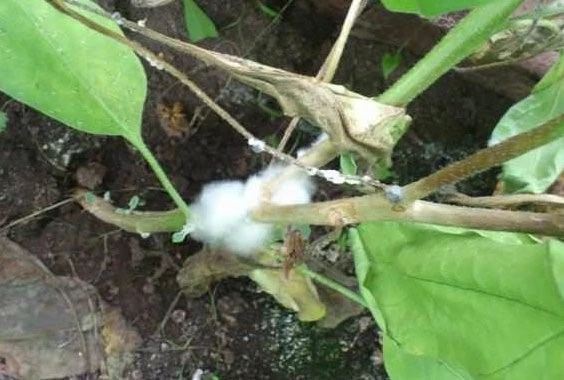 белая гниль баклажанов болезни