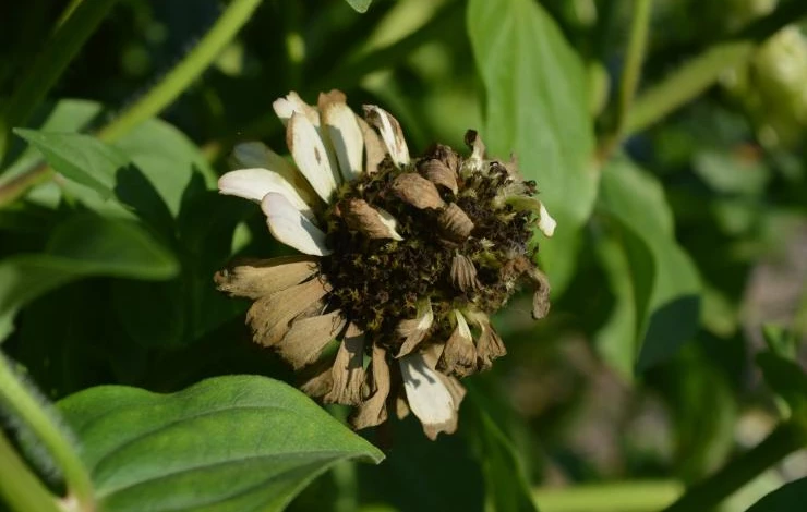 когда собирать семена цветов