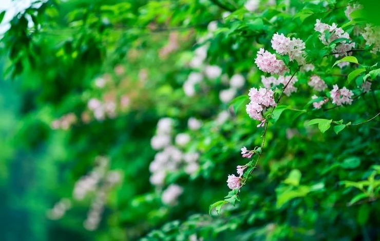 пересадка декоративных растений осенью