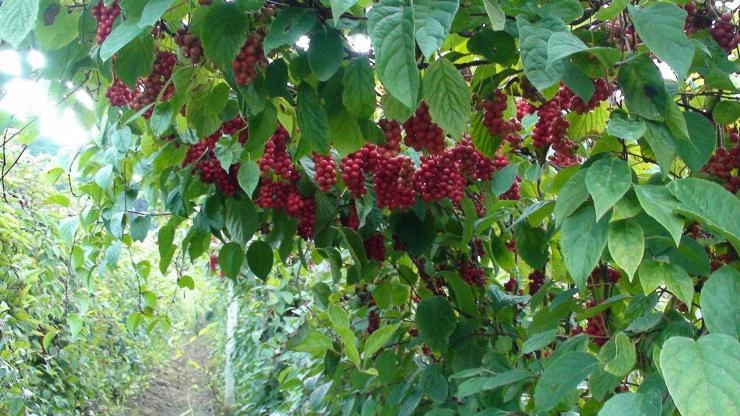 лимонник как размножить