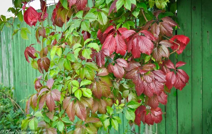 кустарники и деревья красивые осенью