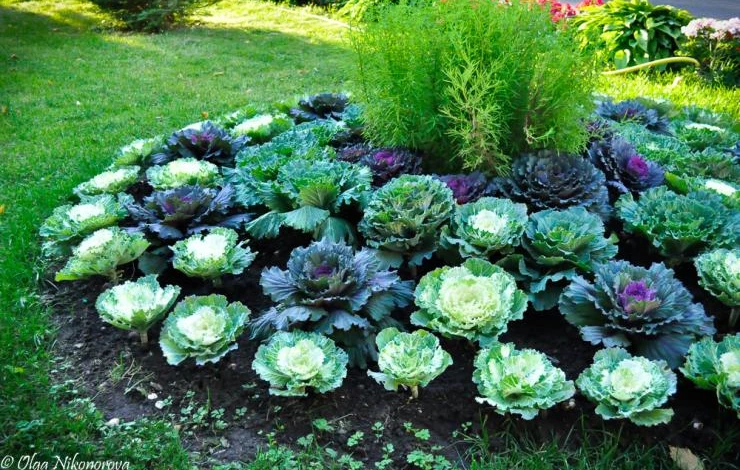 цветы цветущие осенью