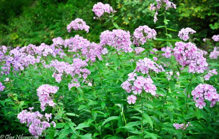 повторно цветущие осенью