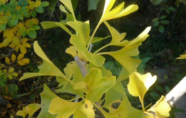 экзотические растения в подмосковье