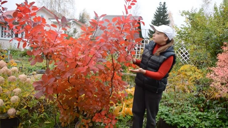 скумпия в подмосковье