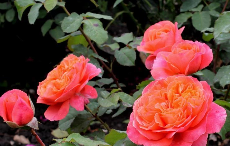 розы в тени