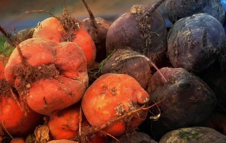 как хранить свеклу