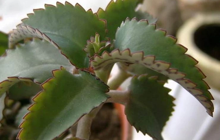 полезные свойства каланхоэ