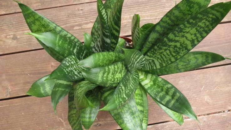 тещин язык полезные свойства