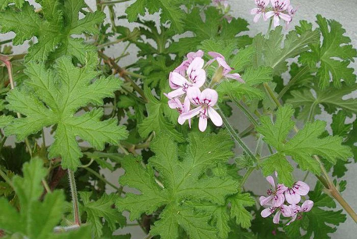 полезные свойства герани