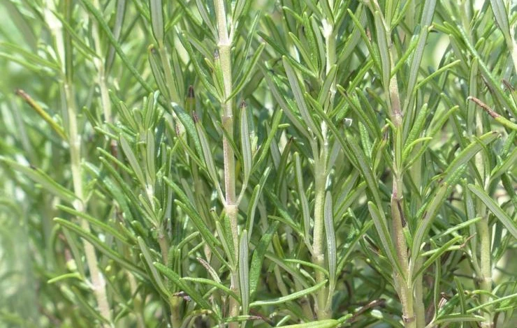 чай из розмарина от гипотонии