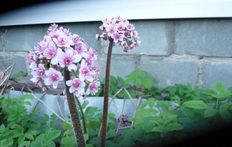 дармера посадка и уход