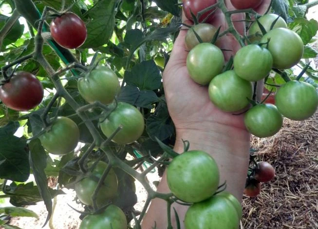 сорт черри вишенка черная